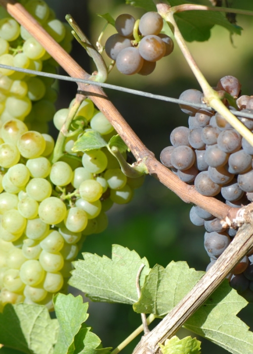 Mutation von Grauburgunder zu Weisburgunder ANT 1073